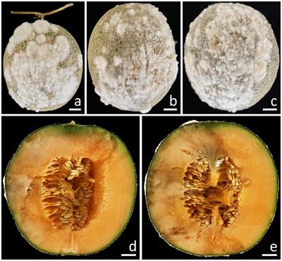 Morpho-phylogenetic identification and characterization of new causal agents of Fusarium species for postharvest fruit rot disease of muskmelon in northern Thailand and their sensitivity to fungicides